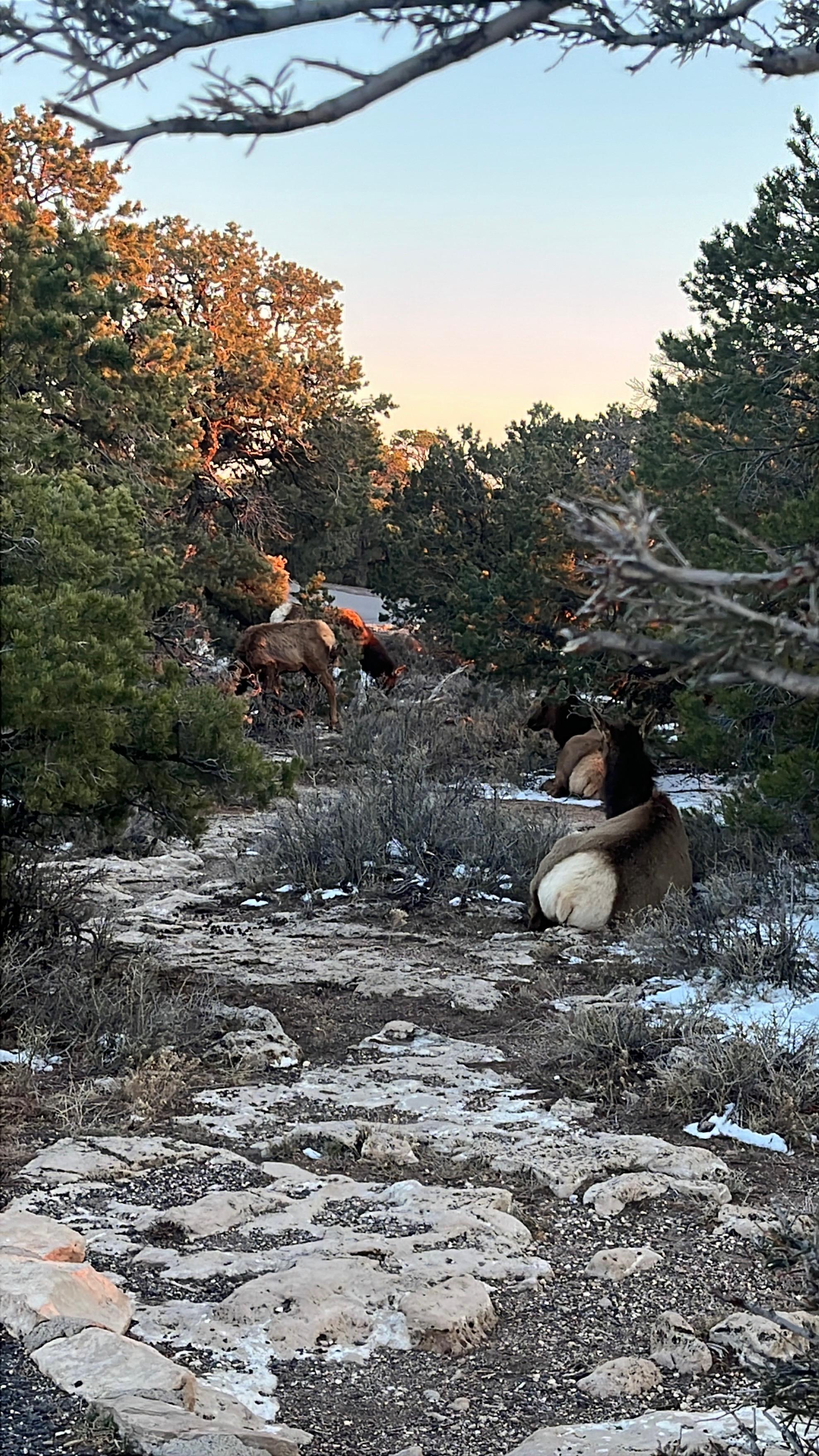 Mule deer hunkered down in the snow next to a path in Arches NP