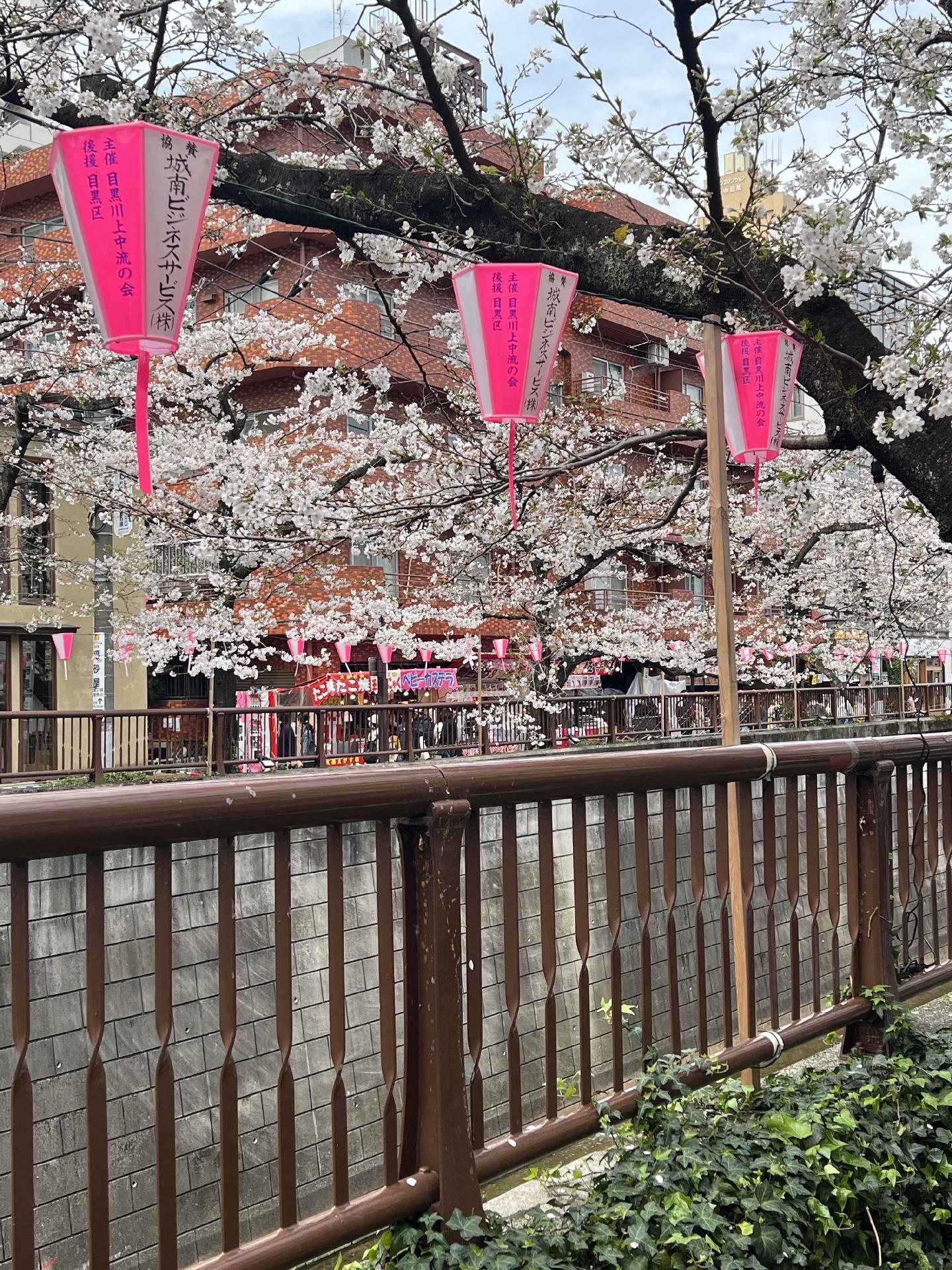 A brown railing runs along the side of the river, with cherry blossom branches hanging over the river. Pink and white lantern decorations are stretched along both sides of the ricer. On the opposite side, banners advertising food venders can be seen. 