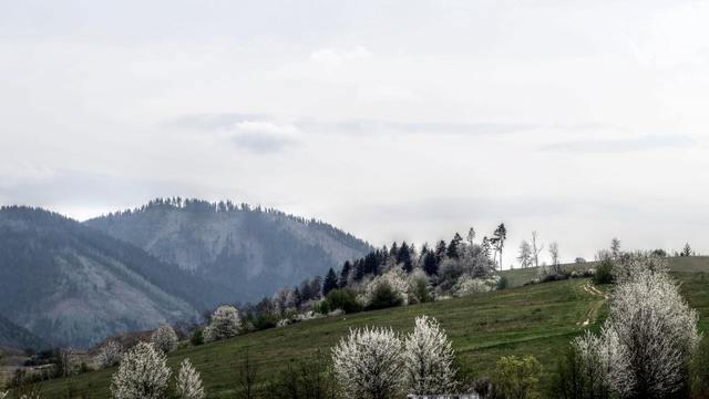 Photo of a small hill covered by green grass with groups of trees here and there. Some of the trees have new leaves and some are blooming with white flowers. There is a field road going up towards the top of the hill. There higher blueish-looking hills further in the distance. The sky is overcast with thin light gray clouds.
