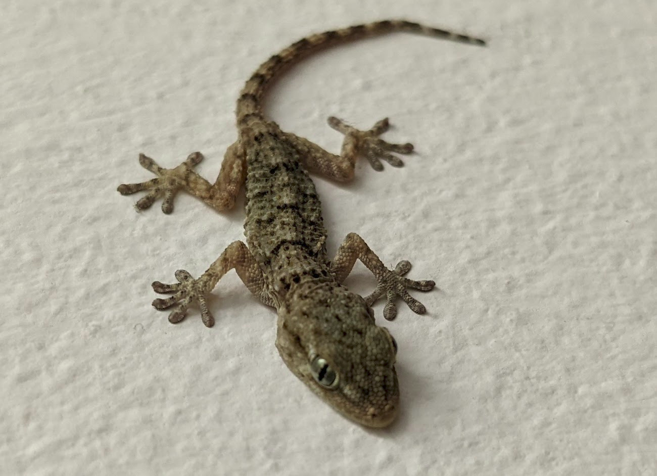 A gecko on a wall