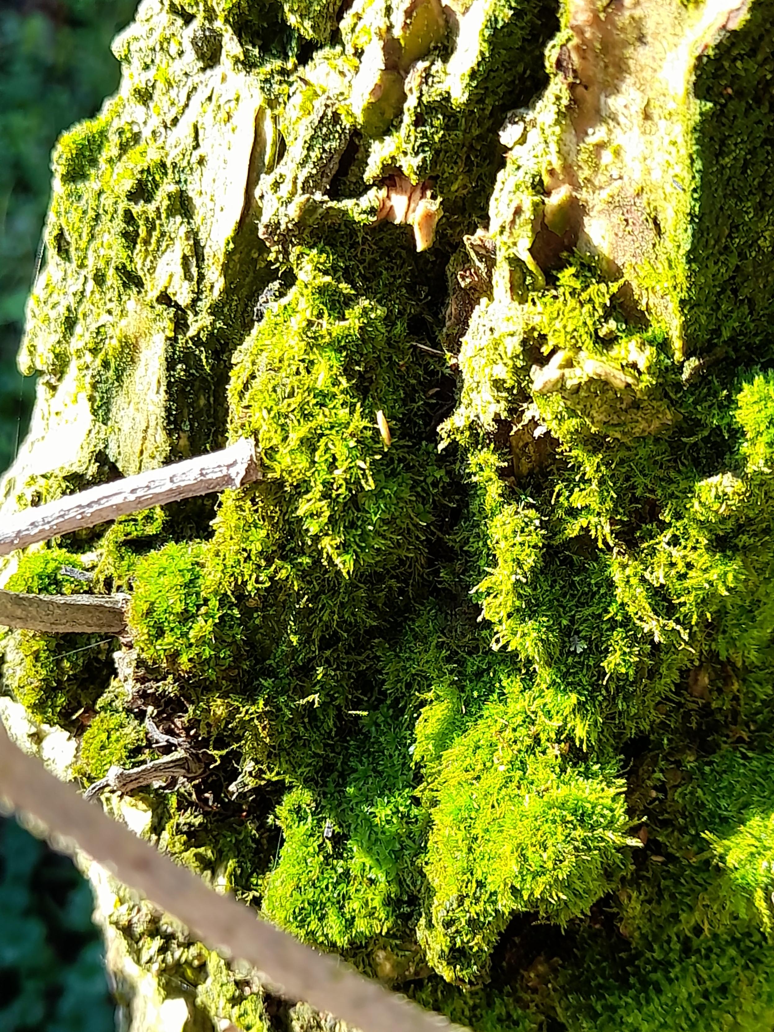 Moss on the bark of an old elder tree. The contrasts of sunlight and shadow show a landscape-like microcosm of bright green and wood.