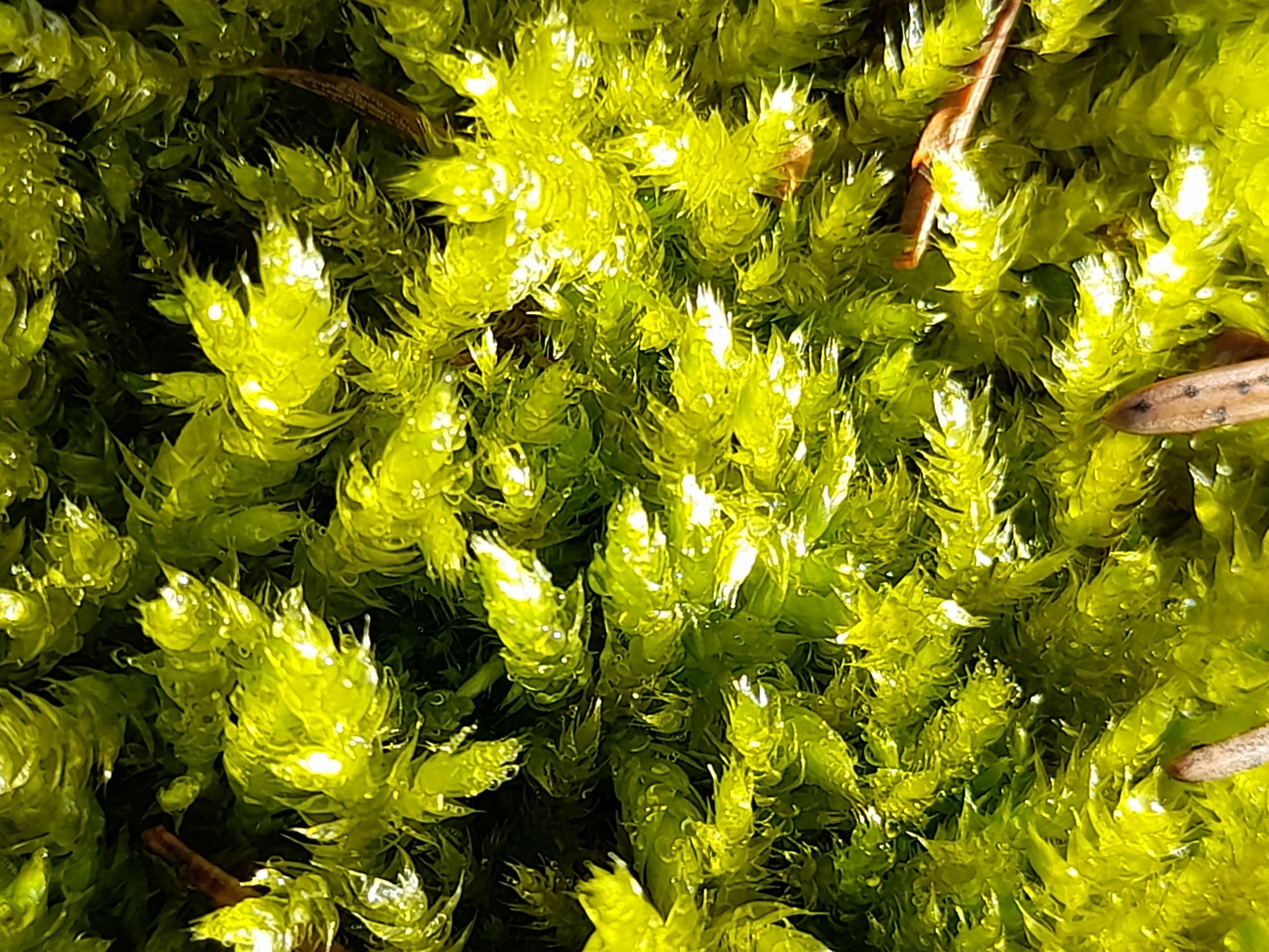 Macro of a very common moss growing in meadows. Tips and branches are visible.