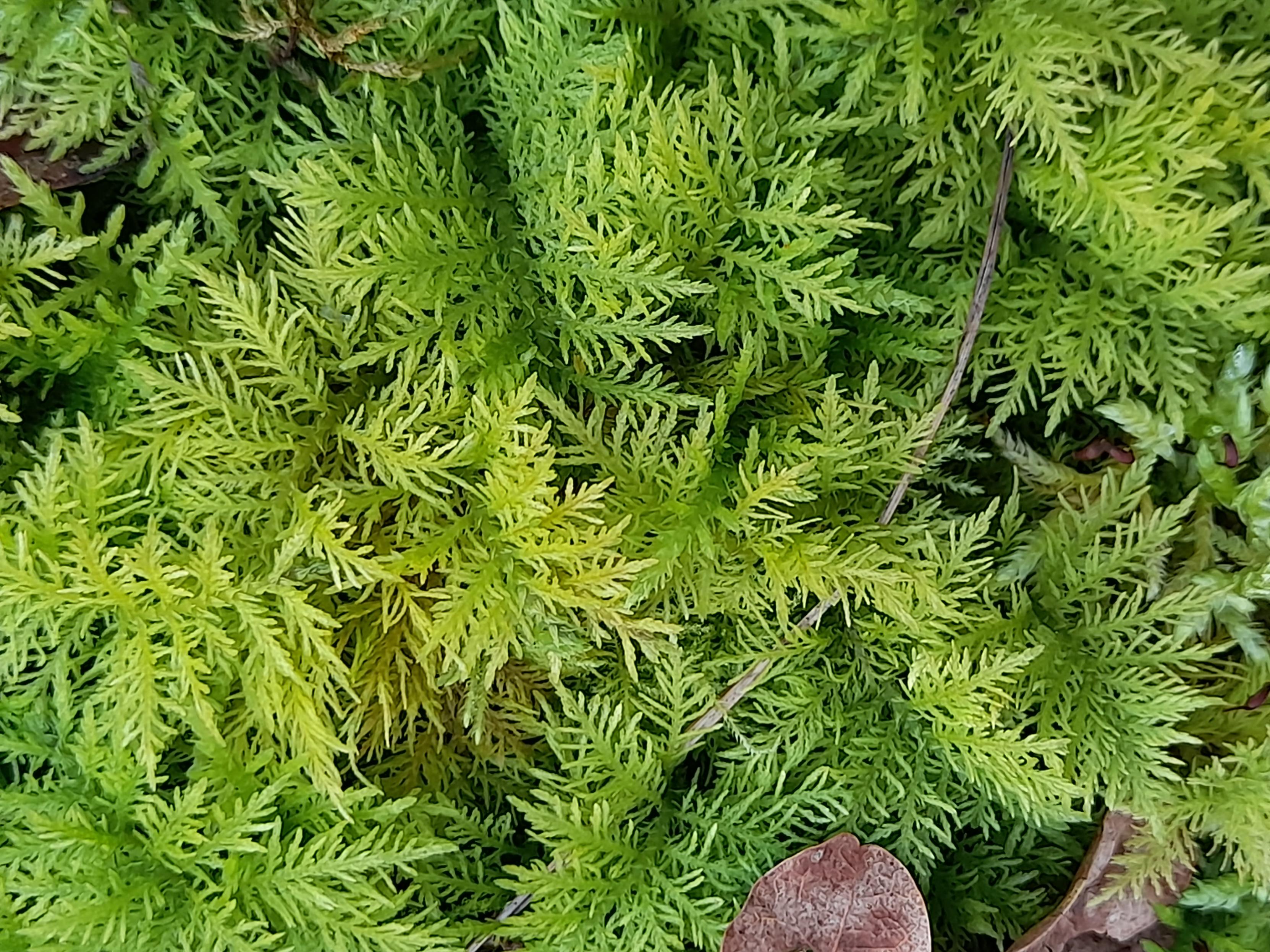 A fern-like moss in a forest.