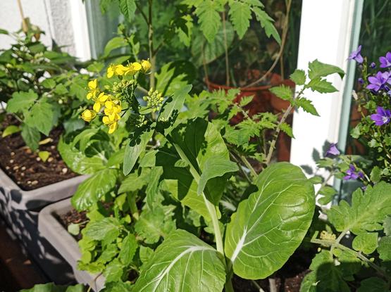 Gelb blühender Pack Choi zwischen den Tomaten