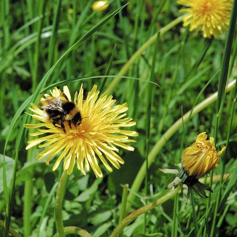 Eine schwarz-gelb behaarte Hummel sitzt auf einer voll erblühten, gelben Löwenzahnblüte und sammelt Nektar. Die Blüte besteht aus zahlreichen schmalen Zungenblüten, die sternförmig angeordnet sind. Daneben befindet sich eine noch geschlossene oder gerade verblühende Löwenzahnblüte. Umgeben ist die Szene von grünem Gras und vereinzelten weiteren gelben Blüten im unscharfen Hintergrund.