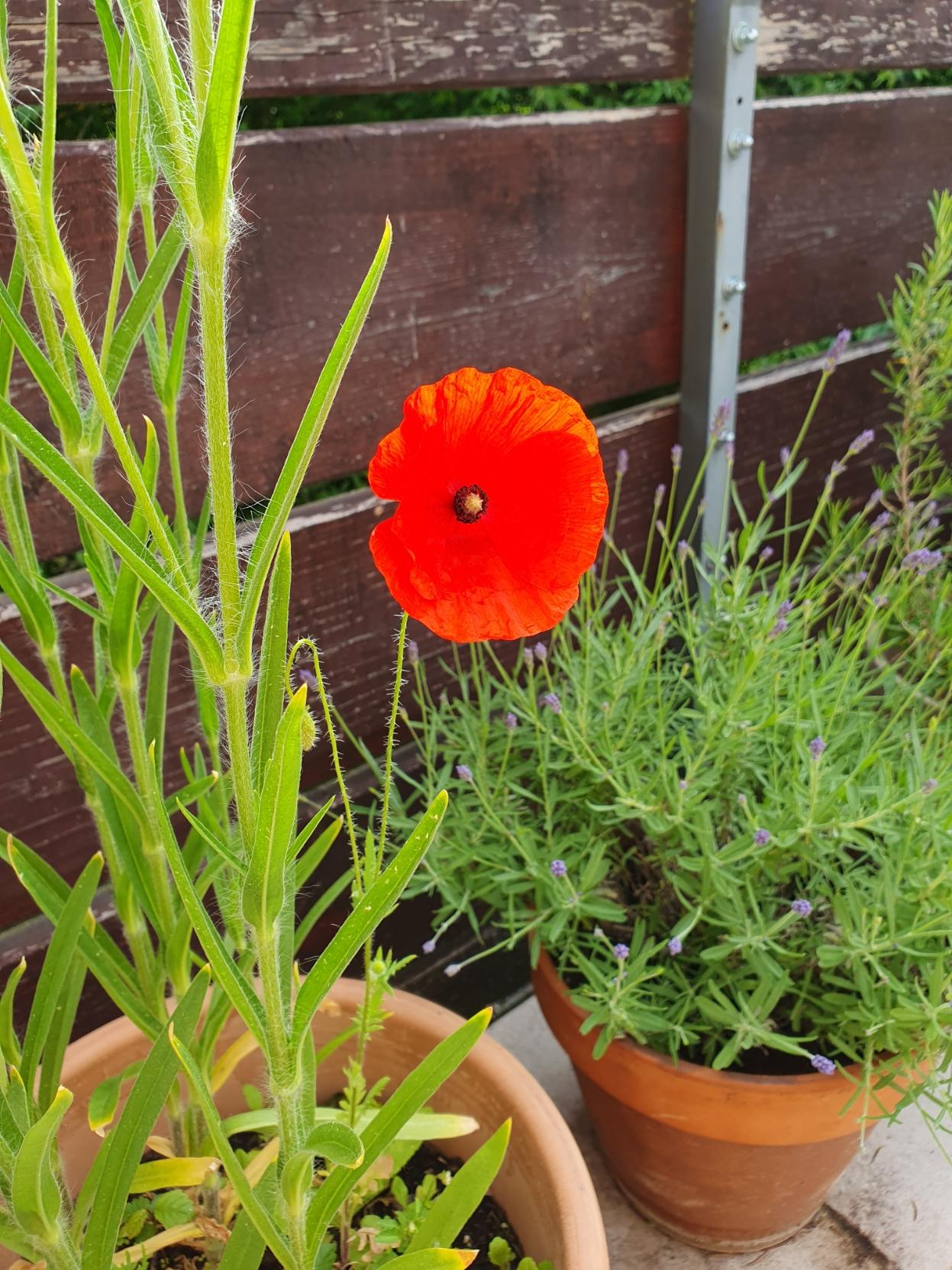 ๋ฐ์ฝ๋์ ๋คํ์ ์๊ท๋น๊ฝ ํ๋๊ฐ ํผ์ด์๋ค. ๋ค์๋ ๋ผ๋ฒค๋๊ฐ ๋ณด์๋ค.