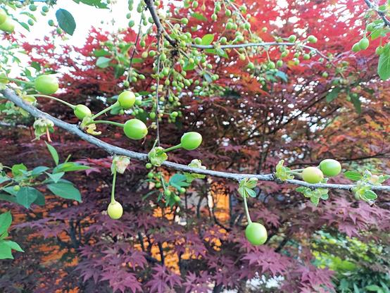 An einem dünnen Ast hängen zahlreiche unreife, grüne Früchte. Die Früchte sind kugelig und wachsen einzeln oder in kleinen Gruppen an langen Stielen. Im Hintergrund steht ein Baum mit dichten, rot bis violett gefärbten, fingerförmigen Blättern.