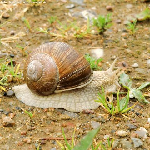 Große Schnecke mit braunem, spiralförmigem Gehäuse kriecht über einen feuchten, steinigen Boden mit kleinen Pflanzen. Der weiche, hellgraue Körper ist gestreckt, die beiden langen Fühler sind nach vorne gerichtet. Das Gehäuse ist deutlich strukturiert und wirkt leicht glänzend.