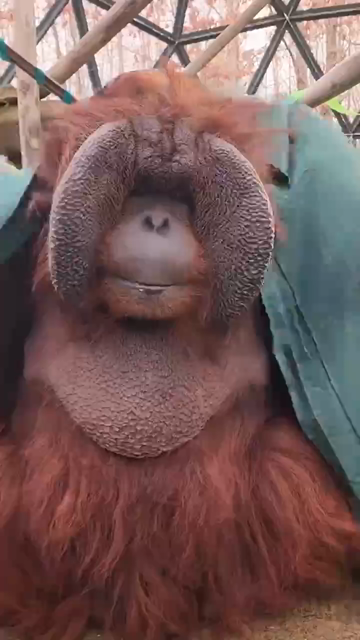 Orangutang ties a knot in a green cloth, making it into a sort of shawl/cape.