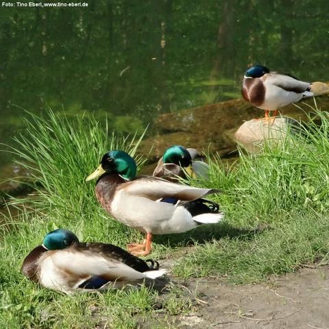 Vier Erpel mit schillernd grünen Köpfen und braun-weißem Gefieder ruhen am Ufer eines ruhigen Gewässers. Zwei der Enten liegen im Gras, eine steht auf einem Stein, und eine weitere steht auf dem Boden. Die Szene ist sonnig, das Wasser im Hintergrund spiegelt die umliegende Vegetation.