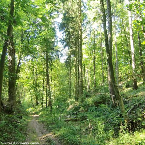 Schmaler, unbefestigter Pfad schlängelt sich durch einen dichten, grünen Wald mit hohen Laub- und Nadelbäumen. Der Boden ist mit Moos, Farnen und kleinen Pflanzen bedeckt, dazwischen liegen einige umgestürzte Äste. Sonnenlicht fällt stellenweise durch das Blätterdach und beleuchtet den Weg und das Unterholz.
