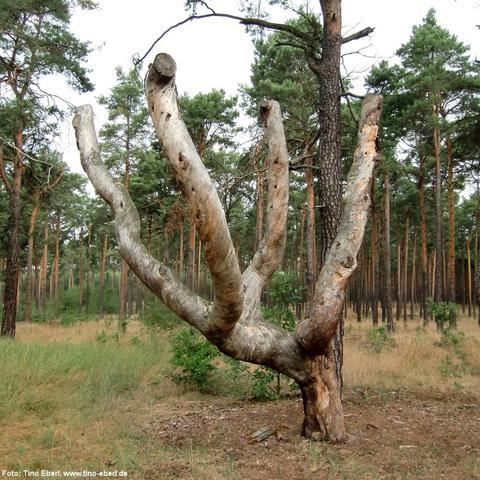 Auffällig geformter, abgestorbener Baum mit fünf dicken, nach oben gebogenen Ästen, die wie die Finger einer Hand wirken. Die Rinde ist größtenteils abgelöst, das Holz wirkt grau und witterungsgezeichnet. Der Baum steht in einem lichten Kiefernwald mit sandigem Boden und trockener Vegetation.
