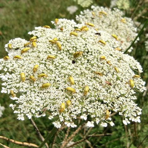 Weiße, schirmförmige Blütendolde, dicht besetzt mit kleinen, gelben Käfern. Einige weitere Insekten, darunter fliegende Arten, sind ebenfalls auf der Blume zu sehen. Die Blüten bestehen aus vielen winzigen Einzelblüten. Der Hintergrund ist unscharf und zeigt grüne Wiesenvegetation.