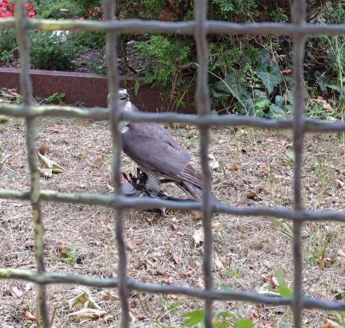 A goshawk (probably) on the ground with what seems to be a crow chick in her claws.