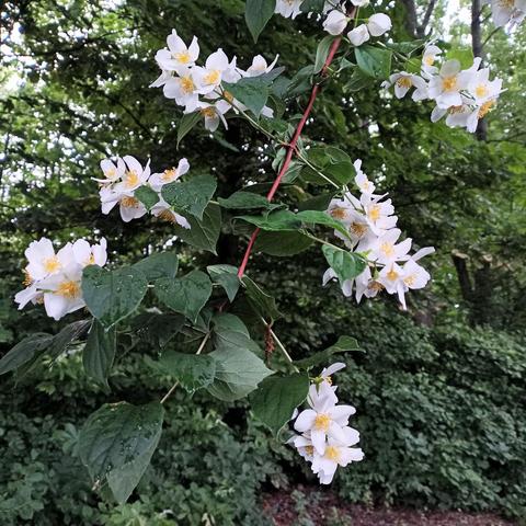 Ein blühender Zweig mit zahlreichen weißen Blüten, deren gelbe Staubgefäße gut sichtbar sind. Die Blüten sitzen an einem rötlich gefärbten Trieb mit grünen, herzförmigen Blättern. Auf den Blättern sind vereinzelt Regentropfen erkennbar. Im Hintergrund ist grüner Laubbaumbewuchs mit verschiedenen Blattstrukturen.