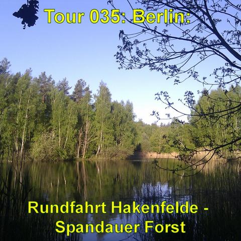 Ein ruhiger Waldsee, umgeben von dichten Bäumen, spiegelt das Grün der umliegenden Vegetation im Wasser wider. Das Ufer ist mit Schilf bewachsen, und die Bäume ragen bis ans Wasser heran. Einige Äste im Vordergrund ragen in das Bild hinein, während der Himmel klar und hellblau ist, was auf einen sonnigen Tag hinweist. Die Szene vermittelt eine friedliche, naturbelassene Atmosphäre im Spandauer Forst.