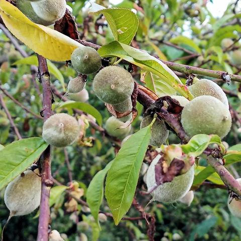 Mehrere unreife, grünlich behaarte Pfirsiche hängen an dünnen, rötlich-braunen Zweigen eines Obstbaums. Die länglichen, gezackten Blätter sind größtenteils grün, einige zeigen gelbe oder braune Verfärbungen, teils mit vertrockneten Stellen. Im Hintergrund ist dichter Blattwuchs mit weiteren Früchten sichtbar.