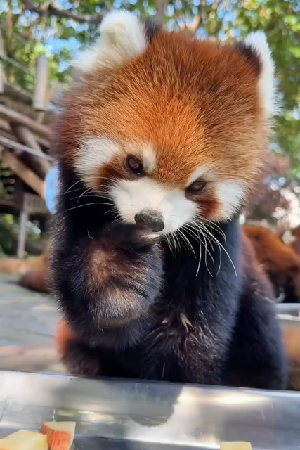 Cute red panda eating pieces of apple, you can hear the crunching.