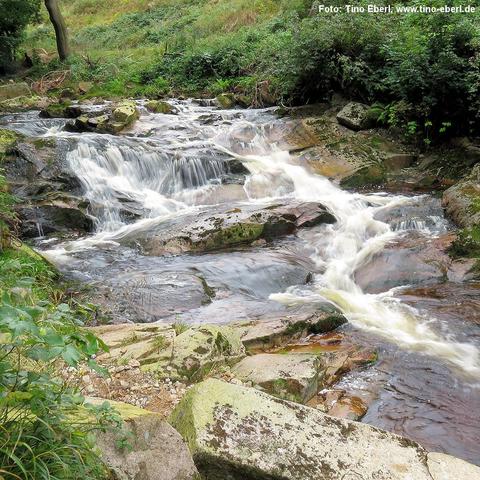 Wild fließende Bode ergießt sich in kurzen Stufen über breite, abgeflachte Sandsteinfelsen; Wasserwirbel und glatte Stromschnellen bilden helle, schaumige Spitzen und weiche Strömungsschatten. Ufernah liegen großformatige Blockfelsen mit grünlichen Flechten, feinem Kies und bewachsenen Spalten. Zwischen den Gesteinsplatten fließt das Wasser leicht bräunlich getönt. Im Hintergrund rahmen dichtes Ufergebüsch und hohe Laub- und Nadelbäume die Kaskaden, darüber zeichnet sich sanft ansteigender Hang…