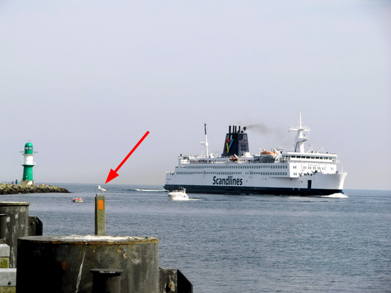 Ein großes weißes Fährschiff mit mehreren Decks und zwei schwarzen Schornsteinen fährt auf dem Meer. Es wird von kleineren Booten begleitet, darunter ein weißes Motorboot und ein rotes Schlauchboot. Auf der linken Seite befindet sich ein grüner Leuchtturm auf einer Steinmole. Im Vordergrund sind Teile eines Hafens oder Kais mit dicken Metallpfeilern sichtbar, auf einem davon sitzt eine Möwe. Eine rote Pfeilgrafik weist auf die kleine Möve. Der Himmel ist leicht bewölkt, das Wasser ruhig.
