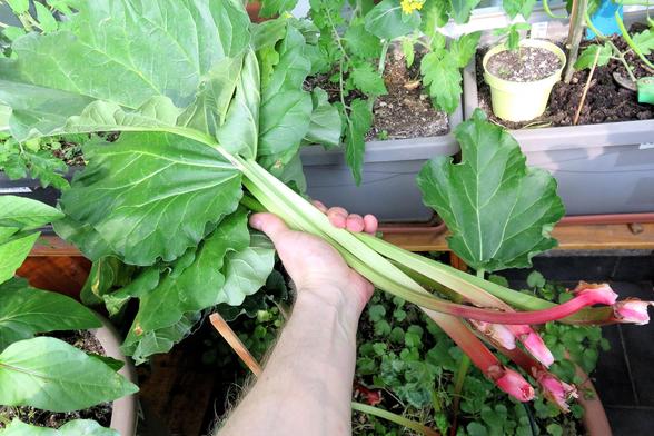 Eine Hand hält mehrere frisch geerntete Rhabarberstangen mit großen, grünen, leicht gewellten Blättern. Die Stangen sind überwiegend grün mit einem rötlichen Farbverlauf an den unteren Enden. Im Hintergrund stehen verschiedene Pflanzen in rechteckigen Pflanzgefäßen, darunter Tomaten und weitere grüne Setzlinge. 