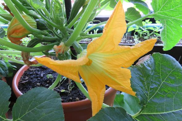 Große, leuchtend gelbe Blüte einer Zucchinipflanze mit fünf spitzen, nach außen gebogenen Blütenblättern im Vordergrund. Die Blüte ist geöffnet und ragt über die großen, dunkelgrünen Blätter der Pflanze hinaus. Um den Haupttrieb herum wachsen weitere Blüten und junge Früchte. 