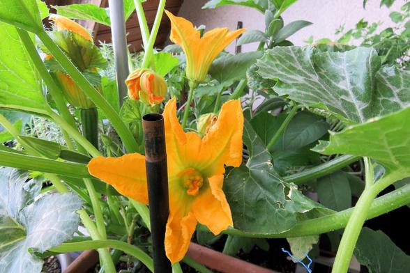 Mehrere große, leuchtend gelbe Zucchiniblüten mit sternförmig geöffneten Blütenblättern befinden sich an einer kräftigen Pflanze mit dicken, behaarten Stielen und großen, grün-weiß gemusterten Blättern. Eine dunkel gefärbte Metallstange verläuft senkrecht durch den Vordergrund der Szene. Zwischen den Blüten sind auch geschlossene Knospen und eine junge, grüne Zucchini-Frucht zu erkennen. 