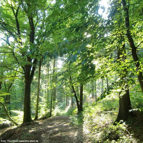 Waldweg mit lockerem Laub und Erde führt leicht ansteigend durch einen lichten, grünen Mischwald. Sonnenstrahlen dringen durch das dichte Blätterdach und erzeugen helle Lichtflecken am Boden. Überhängende Äste mit frischem Laub rahmen den Weg ein. Im Hintergrund sind hohe, gerade Baumstämme zu sehen.
