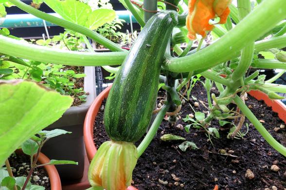 Eine grün gestreifte Zucchini wächst an einer kräftigen Pflanze in einem Blumentopf. Die Frucht ist bereits gut entwickelt und hängt senkrecht herab. Am unteren Ende ist die gelb-orangefarbene Blüte noch teilweise geöffnet und verwelkt. Um die Pflanze herum sind weitere grüne Triebe, Blätter und kleinere Pflanzgefäße mit Kräutern und Erde zu sehen.