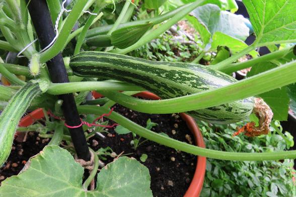 Eine längliche, grün-weiß gestreifte Zucchini hängt an einer kräftigen Pflanze in einem Terrakottatopf. Die Frucht ist vollständig ausgebildet und an ihrem Ende ist die eingetrocknete Blütenreste sichtbar. Die Zucchini wird von mehreren kräftigen, behaarten Stängeln umgeben. Ein schwarzer Stab mit Draht dient als Stütze für die Pflanze. 