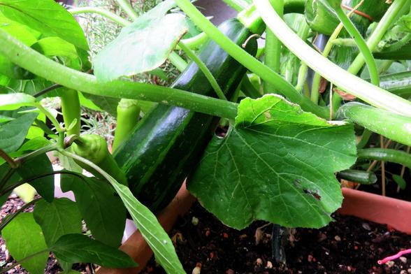 Eine dunkelgrüne Zucchini mit hellen Längsstreifen wächst in einem Pflanztopf und ist teilweise von großen, grünen Blättern bedeckt. Die Frucht liegt schräg zwischen mehreren kräftigen, behaarten Stängeln. Links im Bild befinden sich mehrere längliche, grüne Paprikaschoten an einer benachbarten Pflanze. Die Erde im Topf ist dunkel und feucht, umgeben von dichter Vegetation.