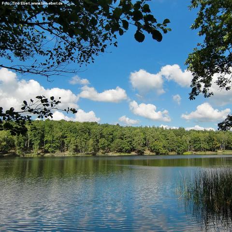 Ruhiger See mit leicht gekräuselter Wasseroberfläche, umgeben von dichtem Mischwald. Am rechten Ufer wachsen Schilfpflanzen ins Wasser hinein. Der Himmel ist strahlend blau mit mehreren weißen, bauschigen Wolken. Überhängende Zweige rahmen das Bild im oberen Bereich ein.