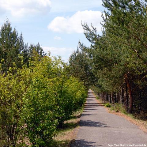 Gerader, asphaltierter Weg führt durch eine grüne Landschaft mit jungen Kiefern und dichten Büschen auf beiden Seiten. Die Bäume rechts sind etwas höher und dichter, während links niedrigere Sträucher und vereinzelte Kiefern stehen. Der Weg verläuft in die Tiefe des Bildes und verschwindet im Hintergrund. Der Himmel ist teilweise bewölkt mit einigen weißen Wolken.