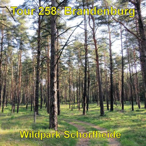 Ein Waldweg schlängelt sich durch einen Kiefernwald. Das Sonnenlicht scheint durch die Bäume und beleuchtet Teile des Waldbodens.