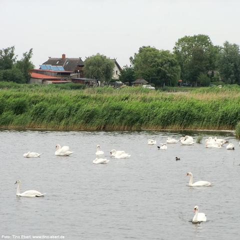 Zahlreiche weiße Schwäne schwimmen ruhig auf einem Gewässer, einige ruhen nah am Schilfufer. Im Hintergrund dichtes, hohes Schilf und dahinter mehrere Häuser mit roten und dunklen Dächern, teils von Bäumen verdeckt. Der Himmel ist bedeckt und das Wasser leicht gekräuselt.
