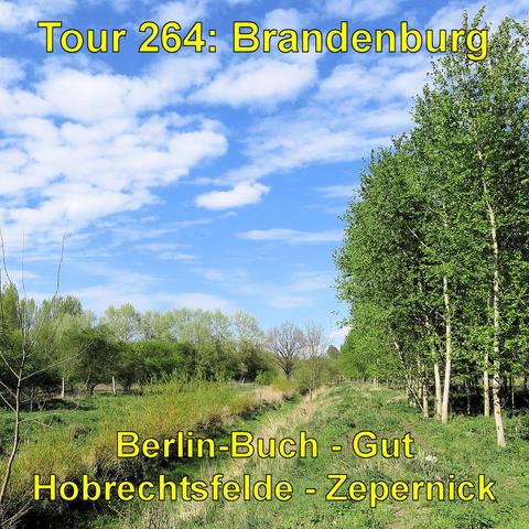 Eine ländliche Landschaft mit einer Allee aus jungen Bäumen und einer Wiese in Hobrechtsfelde. Der Himmel ist klar mit weißen Wolken.