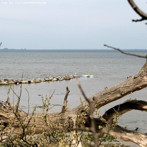 Blick auf die Ostsee mit einer Kette aus Wellenbrechern, auf denen zahlreiche Wasservögel sitzen. Im Vordergrund verläuft ein großer, abgestorbener Baumstamm mit knorrigen Ästen quer durchs Bild. Einige dünne Zweige mit kleinen Blättern oder Blüten ragen ins Bild. Am Horizont ist eine Küstenlinie zu erkennen.