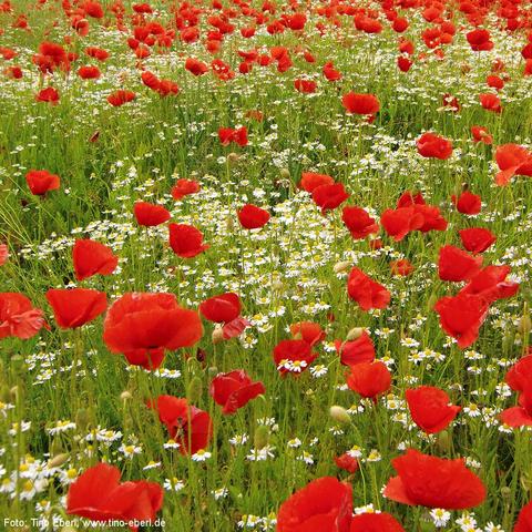 Blühende Wiese mit zahlreichen leuchtend roten Mohnblumen, die sich zwischen kleinen, weißen Blüten mit gelber Mitte verteilen. Die Pflanzen stehen dicht beieinander in sattem grünen Gras. Die Mohnblüten ragen teils über die anderen Blumen hinaus und wiegen sich leicht im Wind.