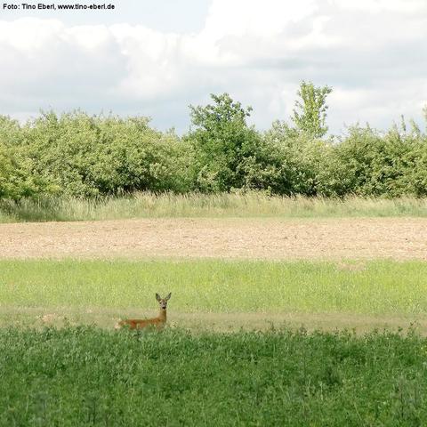 Ein Reh steht aufmerksam in einer grünen Wiese am Rand eines Feldes. Im Hintergrund wechseln sich bewachsener Ackerboden und eine Hecke aus dichten, grünen Büschen und Bäumen ab. Über dem Horizont hängen helle Wolken am blauen Himmel. Die Szene wirkt ruhig und naturbelassen.
