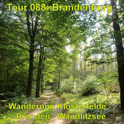 Ein Waldweg führt durch einen Laubwald. Das Sonnenlicht fällt durch die Baumkronen und erzeugt ein helles Muster auf dem Boden. Die Bäume haben eine dichte Laubdecke, die aus unterschiedlichen Grüntönen besteht, was auf verschiedene Baumarten hindeutet. Der Weg ist von Gras und kleineren Pflanzen umrandet und erstreckt sich in sanften Windungen durch den Wald.