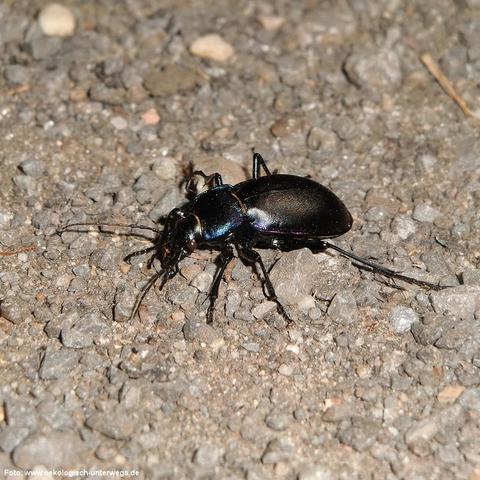 Ein großer, glänzend schwarzer Käfer mit leicht metallischem Schimmer bewegt sich auf einem grobkörnigen, kiesigen Untergrund. Der Käfer hat einen länglichen Körper, kräftige Beine und lange, dünne Fühler. Der Kopf ist gut sichtbar abgesetzt vom Halsschild, und der Panzer reflektiert leicht violett-blaue Farbtöne. Kleine Steine und lose Partikel umgeben das Insekt.