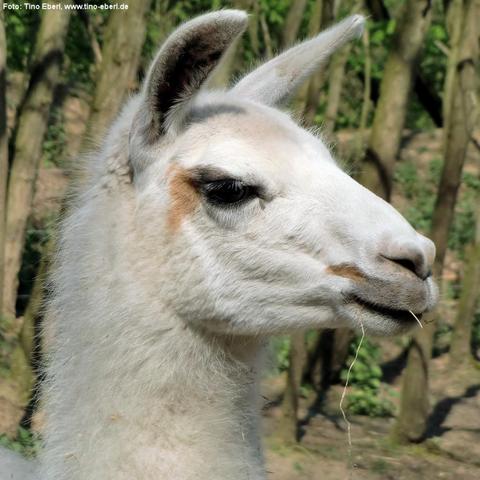 Nahaufnahme eines weißen Lamas mit dichter, wolliger Fellstruktur und aufrecht stehenden Ohren. Das Tier hat große dunkle Augen mit langen Wimpern und etwas Heu im Maul. Im Hintergrund befinden sich Baumstämme in einem lichten Wald.
