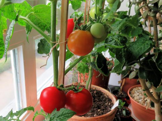 An einem sonnigen Fenster stehen mehrere Töpfe mit Tomatenpflanzen. Im Vordergrund hängen an einer Pflanze mehrere Strauchtomaten in unterschiedlichen Reifestadien: zwei sind satt rot, eine orangefarben, zwei weitere noch grün. Die Pflanze ist an einem Holzstab hochgebunden und trägt kräftiges, dunkelgrünes Laub.