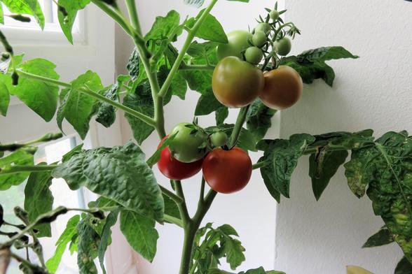 An einem hellen Fenster wächst eine kräftige Tomatenpflanze mit mehreren Fruchtständen. Die Tomaten befinden sich in unterschiedlichen Reifestadien: einige sind noch grün, andere orange bis rötlich und zwei bereits tiefrot. Die Fruchtstände hängen an dicken, stabilen Stängeln.