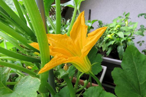 Eine große, leuchtend gelbe Blüte einer Zucchinipflanze steht im Mittelpunkt. Die Blüte ist weit geöffnet und sitzt an einem kräftigen, grün gestreiften Stiel. Rundherum wachsen große, gezackte Zucchiniblätter mit leichtem Glanz. Im Hintergrund sind weitere Pflanzkübel mit grünen Paprikapflanzen und anderen Gemüsesorten zu erkennen. 