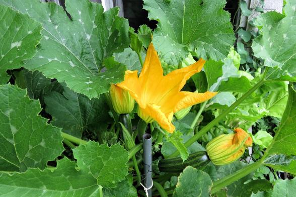 Zwischen großen, tiefgrünen Zucchiniblättern befindet sich eine auffällig geöffnete, gelbe Blüte. Direkt daneben sind mehrere weitere Blüten zu sehen, teils geschlossen und an kleinen, gestreiften Zucchinifrüchten wachsend. Die Pflanze wirkt kräftig und gesund, mit dichten Blättern und dicken, haarigen Stängeln.