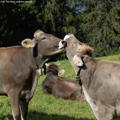 Drei braune Kühe auf einer grünen Wiese. Zwei der Kühe stehen sich gegenüber und berühren sich freundlich mit den Schnauzen, als würden sie sich lecken oder „küssen“. Im Hintergrund liegt eine weitere Kuh auf dem Boden. Dichte Nadelbäume bilden den Hintergrund.