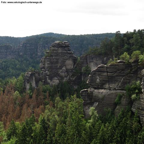 Große, dunkelgraue Sandsteinformationen ragen steil aus einem dichten Nadel- und Mischwald. Die Felsen sind teils massiv, teils stark zerklüftet und von tiefen Rissen durchzogen. Einige Bäume wachsen auf den Felssimsen. Im Vordergrund ist ein Abschnitt abgestorbener oder geschädigter Nadelbäume mit brauner Färbung zu erkennen. Im Hintergrund erstreckt sich ein bewaldeter Höhenzug unter bewölktem Himmel.