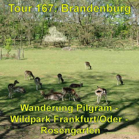 Eine Gruppe Damwild mit verschiedenen Altersstufen grasend und ruhend auf einer Wiese im Wildpark. Im Hintergrund sind Bäume und ein blühender Strauch zu erkennen. Schatten werfen auf das Gras, was auf Sonnenschein hindeutet.