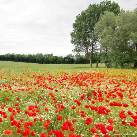 Ein weites Feld ist mit zahlreichen leuchtend roten Mohnblumen und weißen Blüten, vermutlich Kamille, übersät. Die Blumen stehen dicht nebeneinander und bilden ein farbenfrohes Muster. Im Hintergrund erstreckt sich eine grüne Wiese mit einzelnen Bäumen sowie einem Waldstreifen in der Ferne. Der Himmel ist bewölkt, wodurch das Licht diffus und weich wirkt.